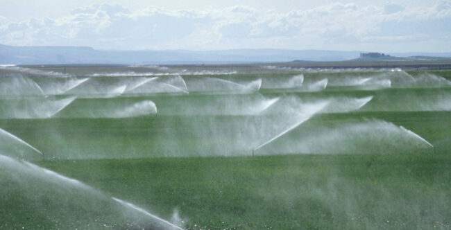 Kaliteli Çim Yetiştirmek İçin Dikkat edilecek Hususlar