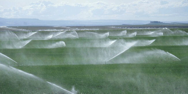 Kaliteli Çim Yetiştirmek İçin Dikkat edilecek Hususlar