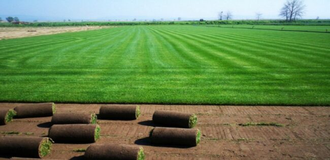 Kocaeli Rulo Çim Ve Çimlendirme